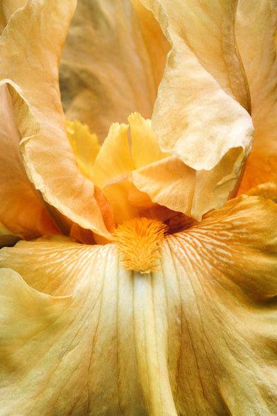 Yellow Was Her Favorite Color - Flowers In Print - Fine Art Wall Print