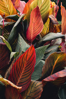 A Rainbow of Leaves - Flowers In Print - Fine Art Wall Print