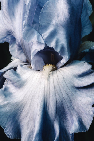 Bonnie Blue - Flowers In Print - Fine Art Wall Print