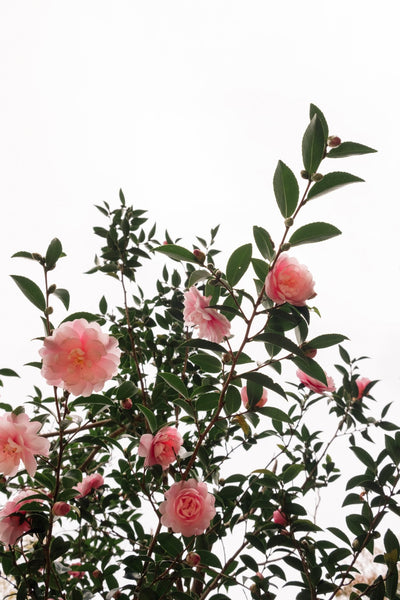 Camellias Against The Sky - Flowers In Print - Fine Art Wall Print