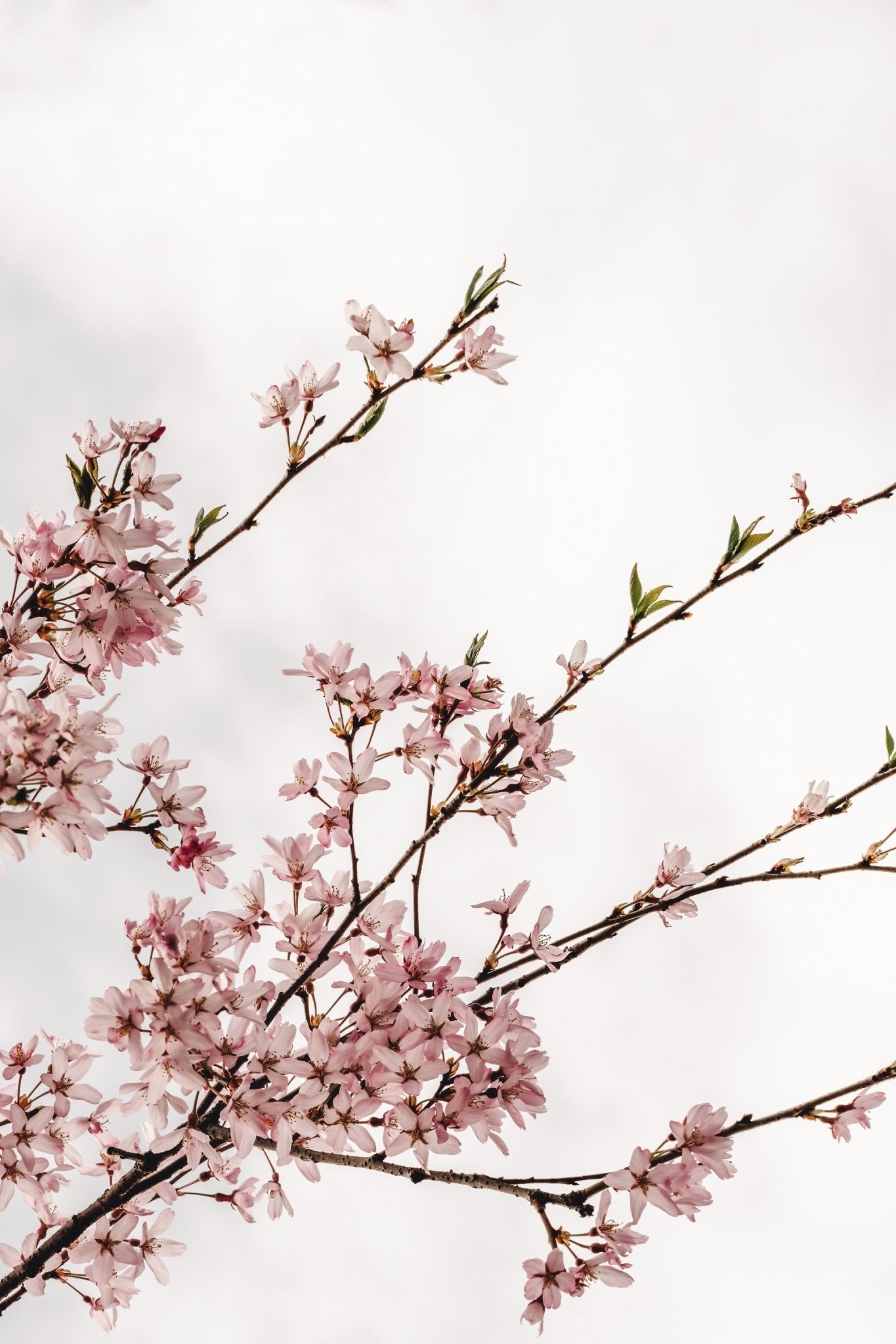 Cherry Blossoms Matted Print – National Archives Store