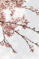 Cherry Blossoms In The Sky No. 2 - Flowers In Print - Fine Art Wall Print