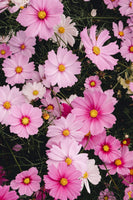 Cosmos To Love - Flowers In Print - Fine Art Wall Print