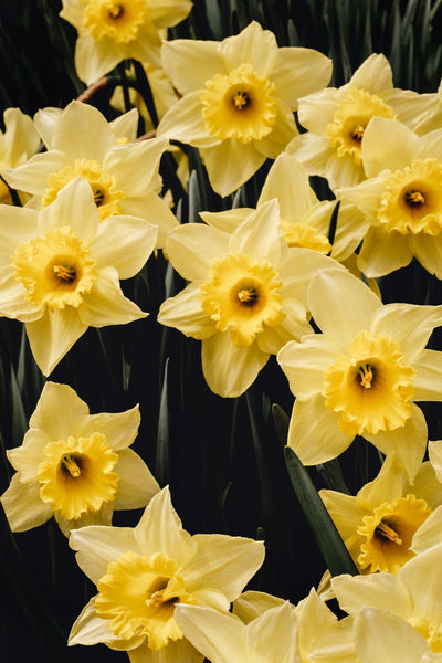 Daffodils At Attention - Flowers In Print - Fine Art Wall Print
