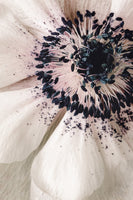 Dusty Pollen - Flowers In Print - Fine Art Wall Print