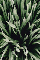 Early Spring Greens - Flowers In Print - Fine Art Wall Print