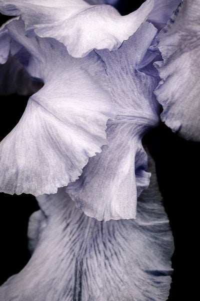 Iris Feathers - Flowers In Print - Fine Art Wall Print