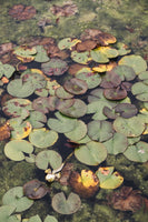 Lily Pads In Autumn - Flowers In Print - Fine Art Wall Print