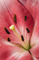 Luscious Lily - Flowers In Print - Fine Art Wall Print