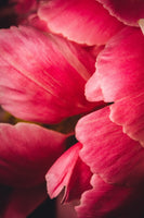 Pink Feathers - Flowers In Print - Fine Art Wall Print