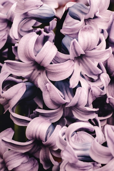 Purple Gummies - Flowers In Print - Fine Art Wall Print