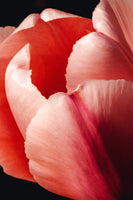 Rosey Tulip - Flowers In Print - Fine Art Wall Print