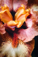 The Monster’s Tongue - Flowers In Print - Fine Art Wall Print
